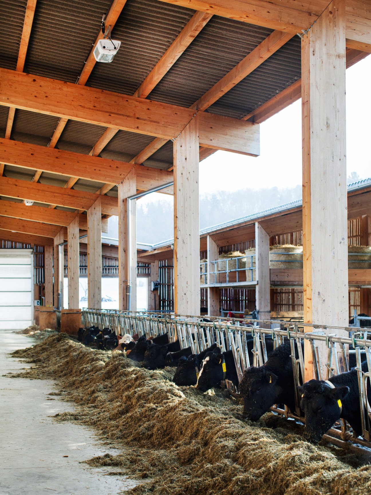 Black cows eating hay from feeding stations in a modern barn with timber and concrete construction.