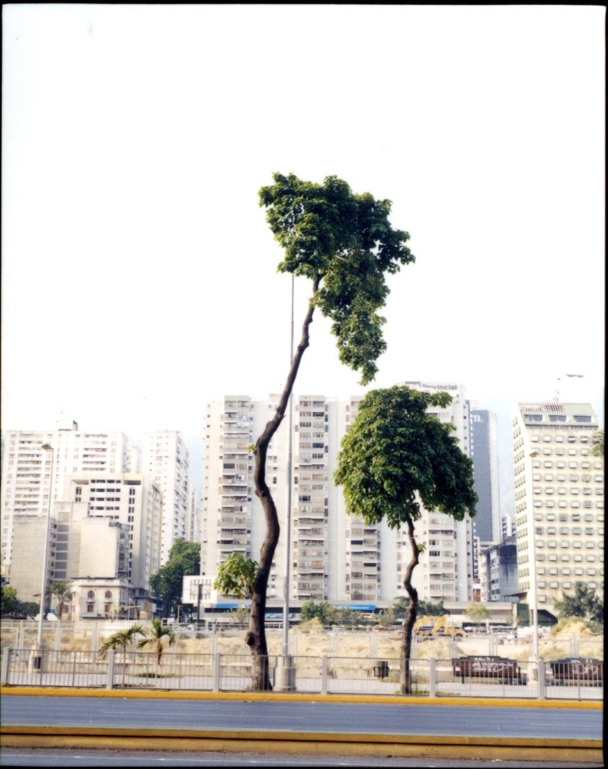 Tall twisted tree with green foliage in front of high-rise apartment buildings in Caracas.