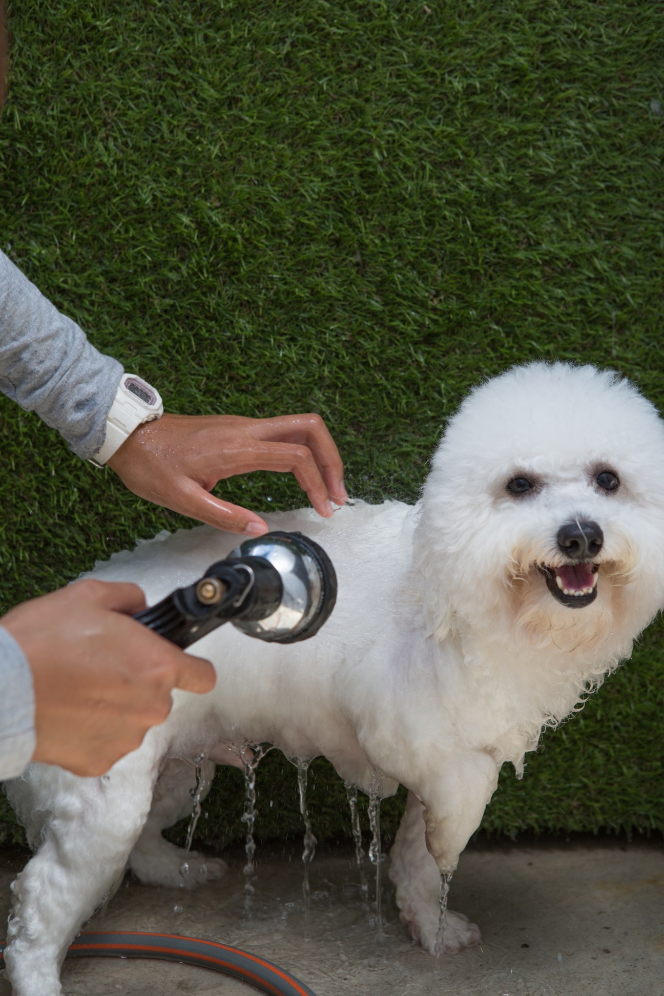 A white dog being rinsed with a hose by a person's hands on artificial green grass.