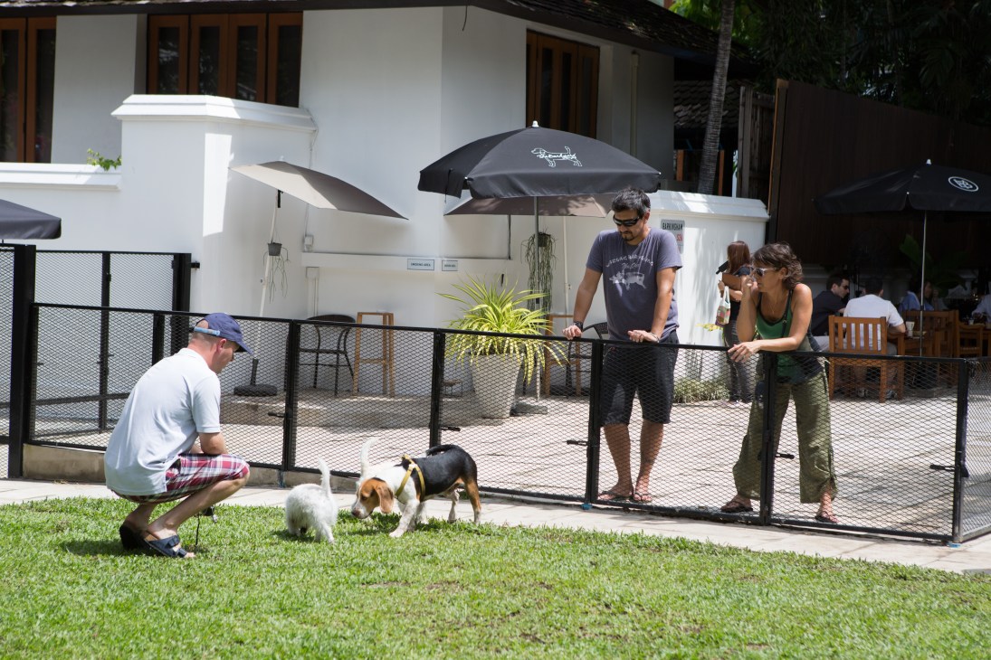 Dogs and owners in fenced grassy area at The Barkyard Bangkok's Central Bark dog run.