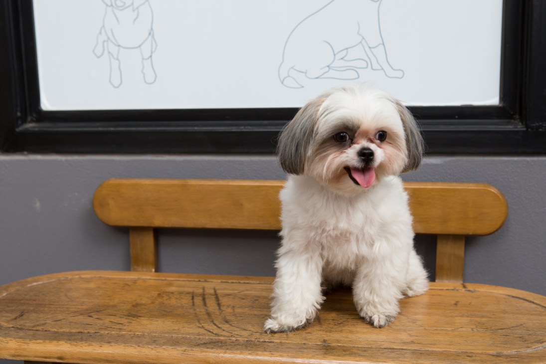 A small white and grey dog sitting at a wooden table at The Barkyard Bangkok.