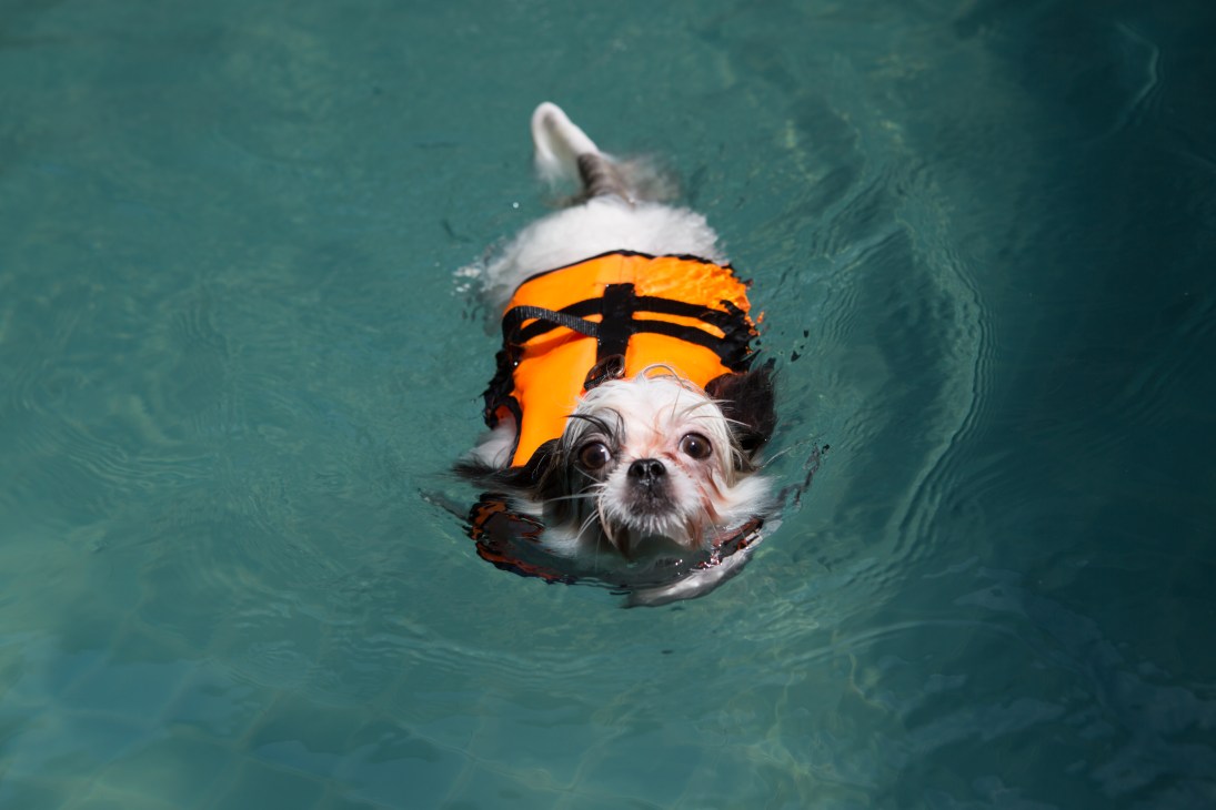 A small white and brown dog swims in a turquoise pool wearing an orange flotation vest.