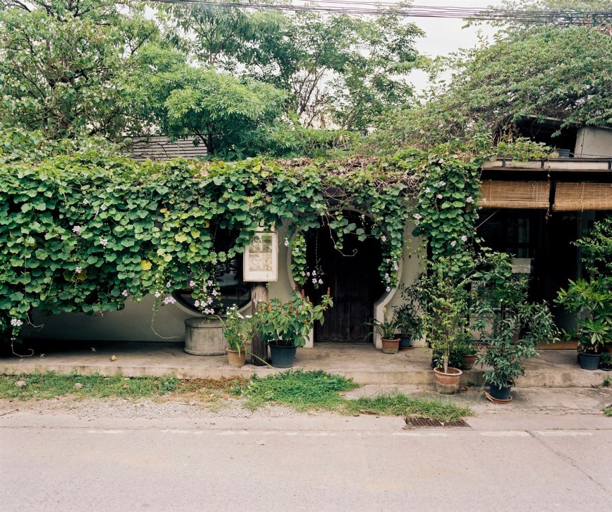 Ivy-covered storefront with white flowers and potted plants at SeeScape gallery in Chiang Mai.