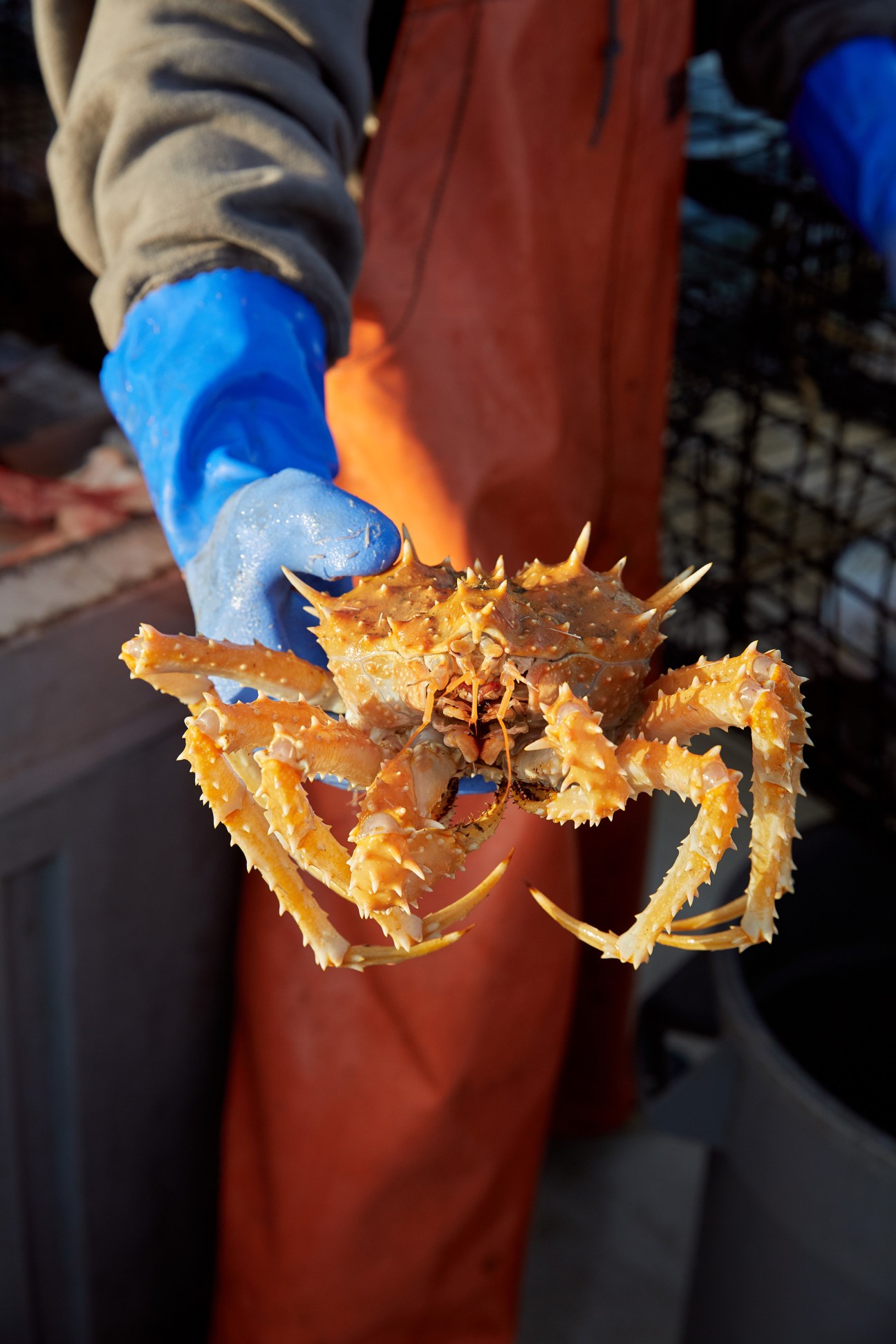 Person in blue gloves holding a spiny orange California king crab caught in Santa Barbara waters