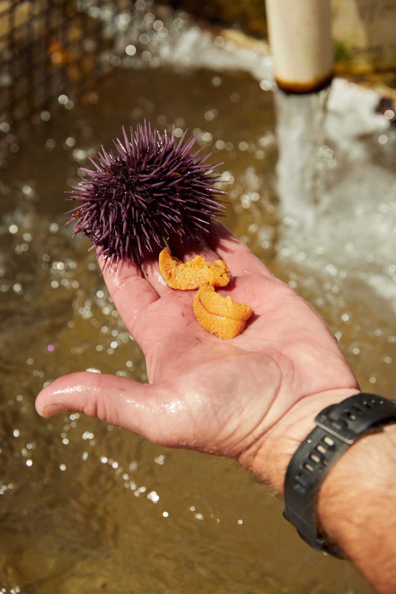 A hand holding a purple sea urchin and fresh orange uni (sea urchin roe) by the water