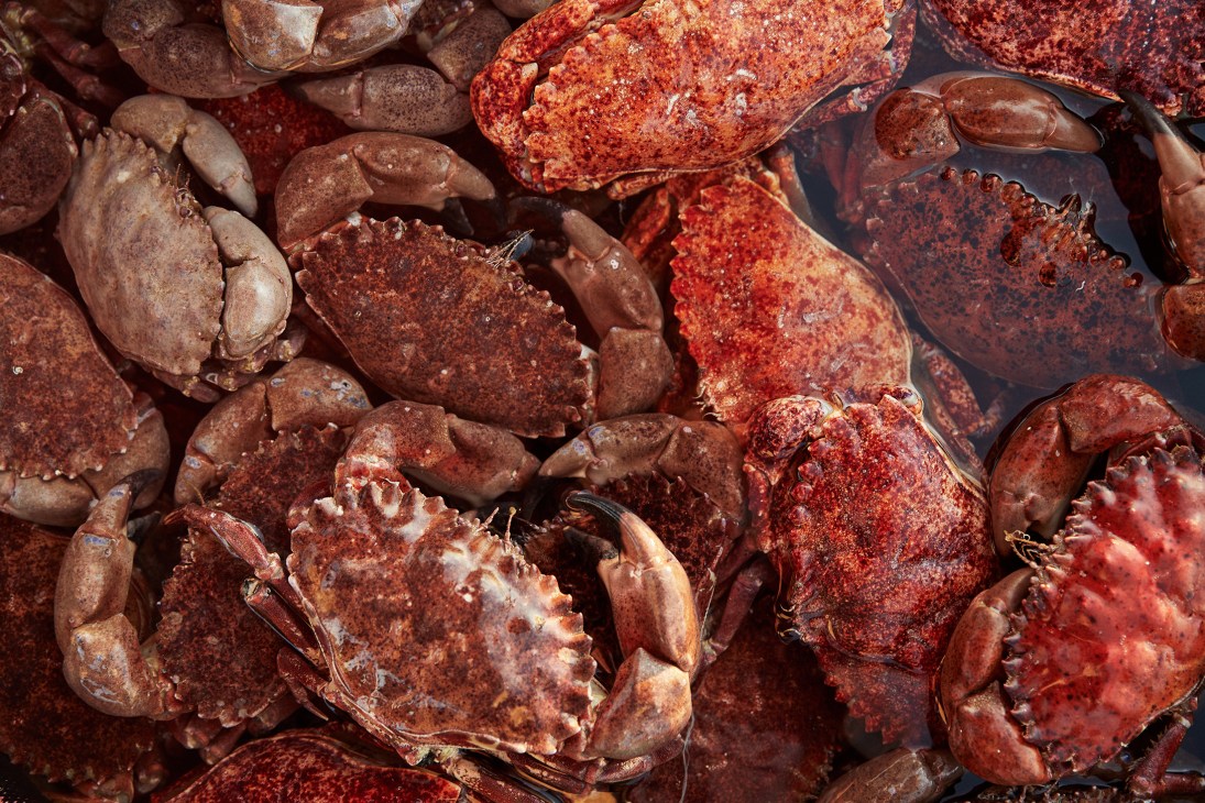 Close-up of a pile of cooked reddish-brown crabs piled in water.