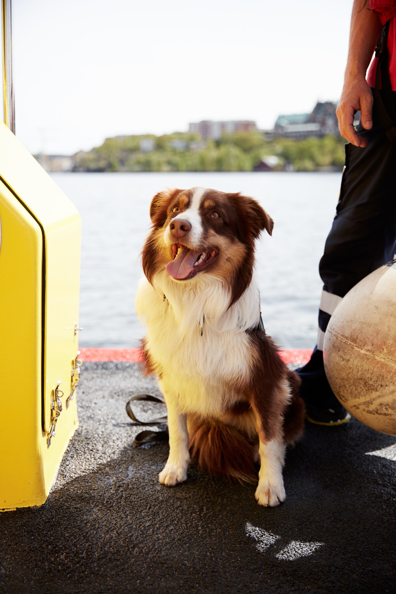 A brown and white rescue dog sitting on a boat with water and shoreline visible behind it.