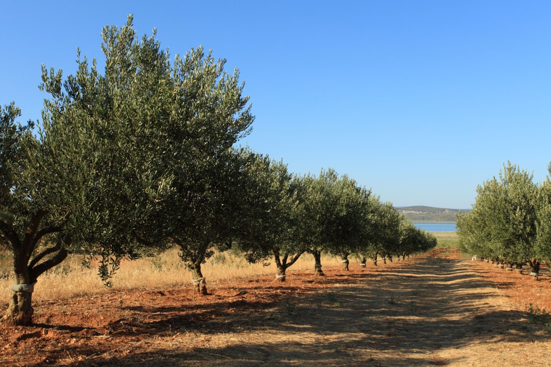 Rows of olive trees in a Croatian orchard with a lake visible in the distance under a clear blue sky.