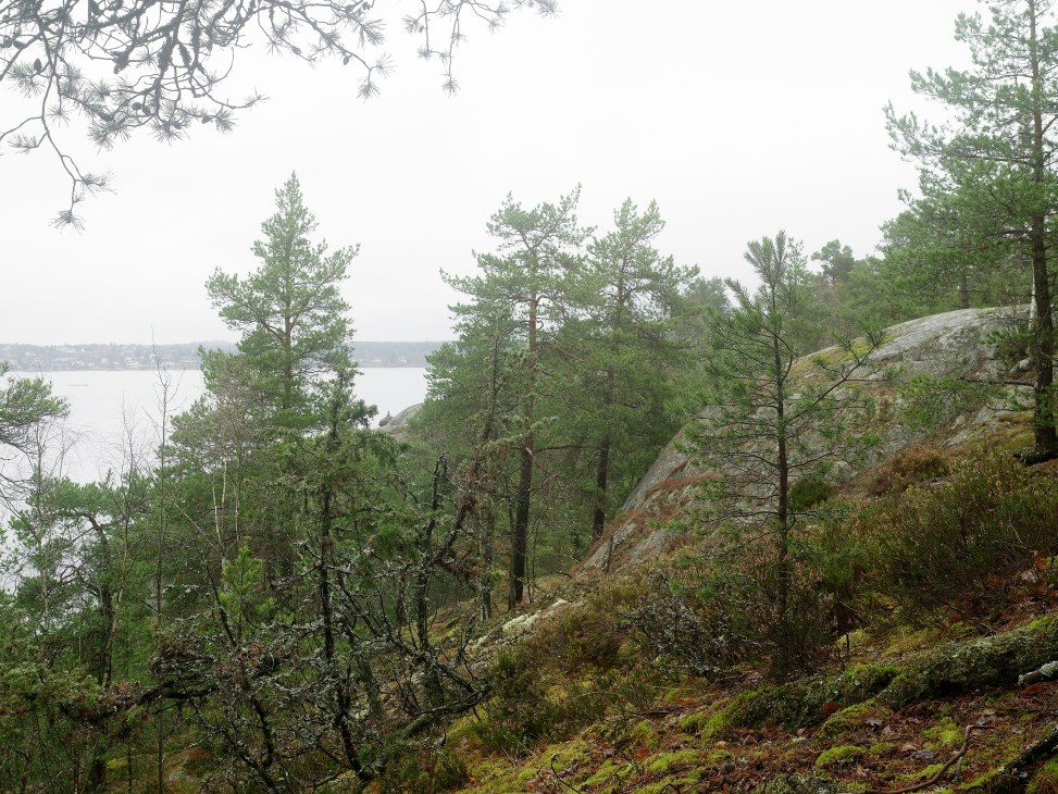Nyckelviken forest with pine trees, rocky outcrops and water visible in the distance near Stockholm.