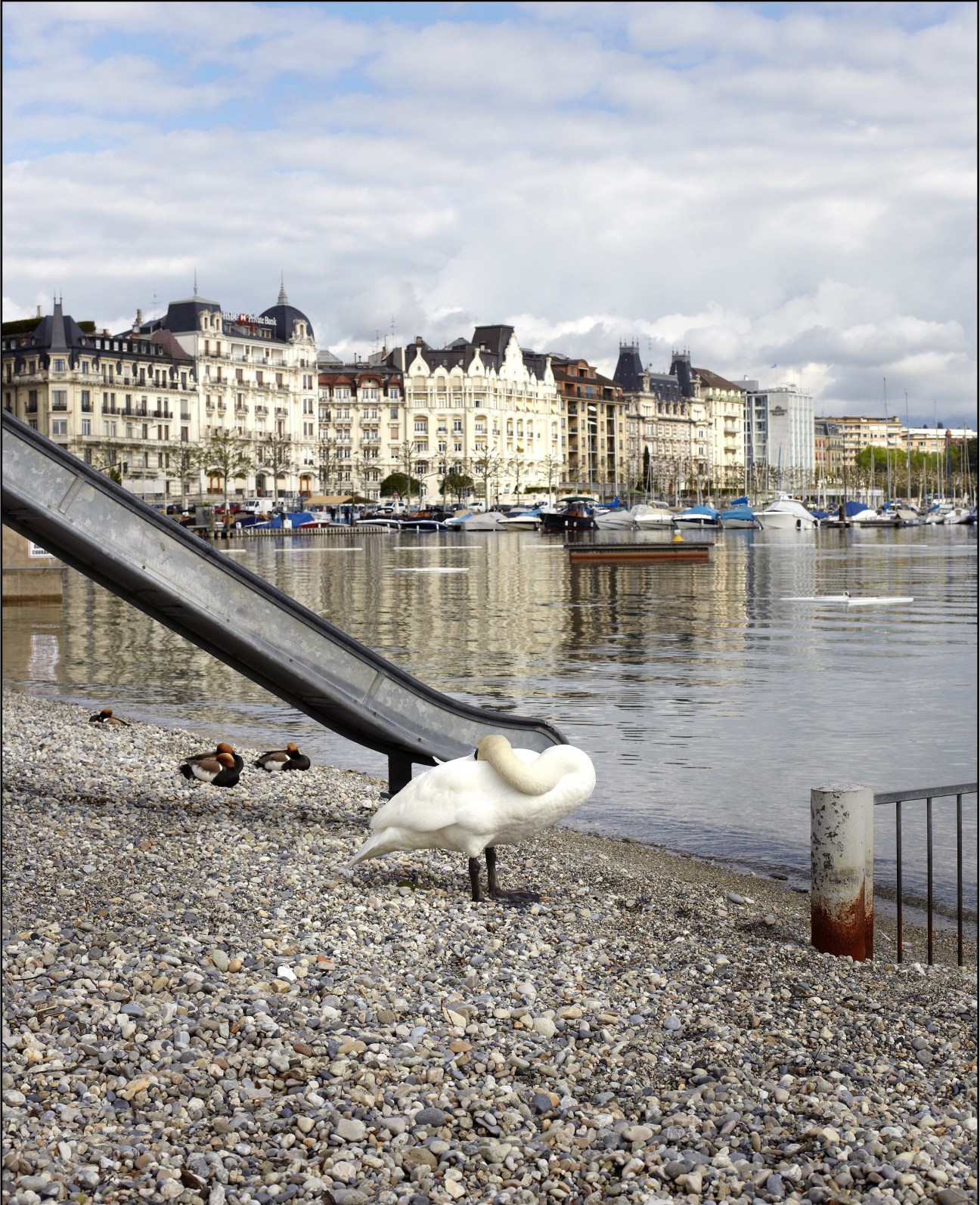 A white swan preens on a pebbled beach beside Lake Geneva with historic waterfront buildings and moored boats in the background.