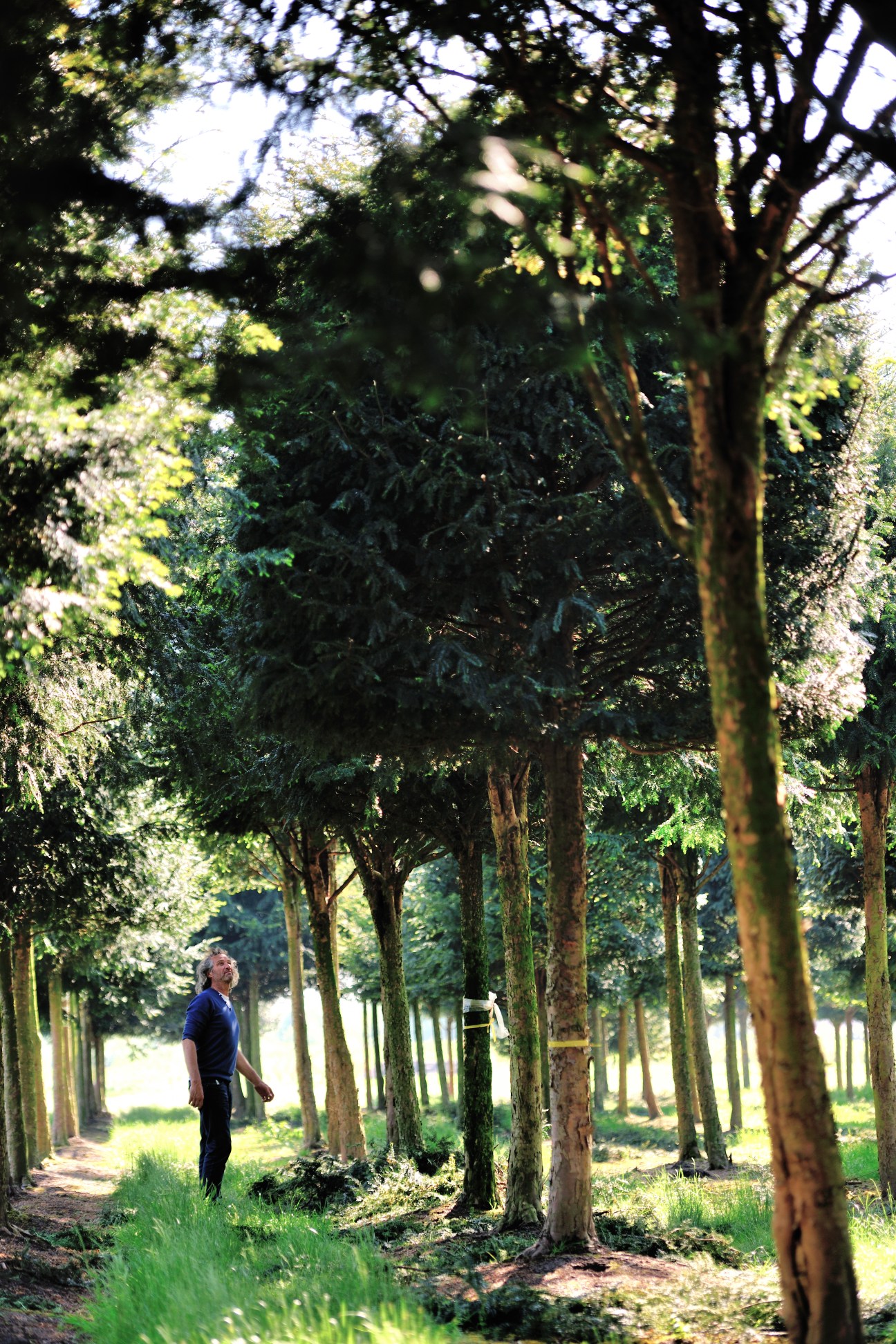 Man walking through tree-lined avenue with tall mature trees creating a natural canopy overhead.