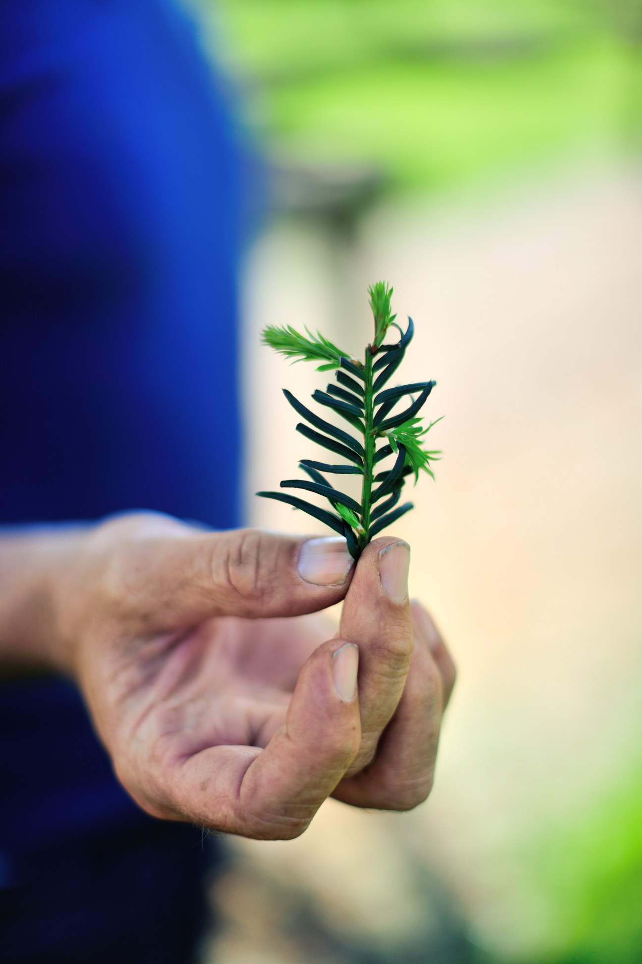Hand holding a small one-year-old Taxus baccata seedling with green foliage against a blurred background.