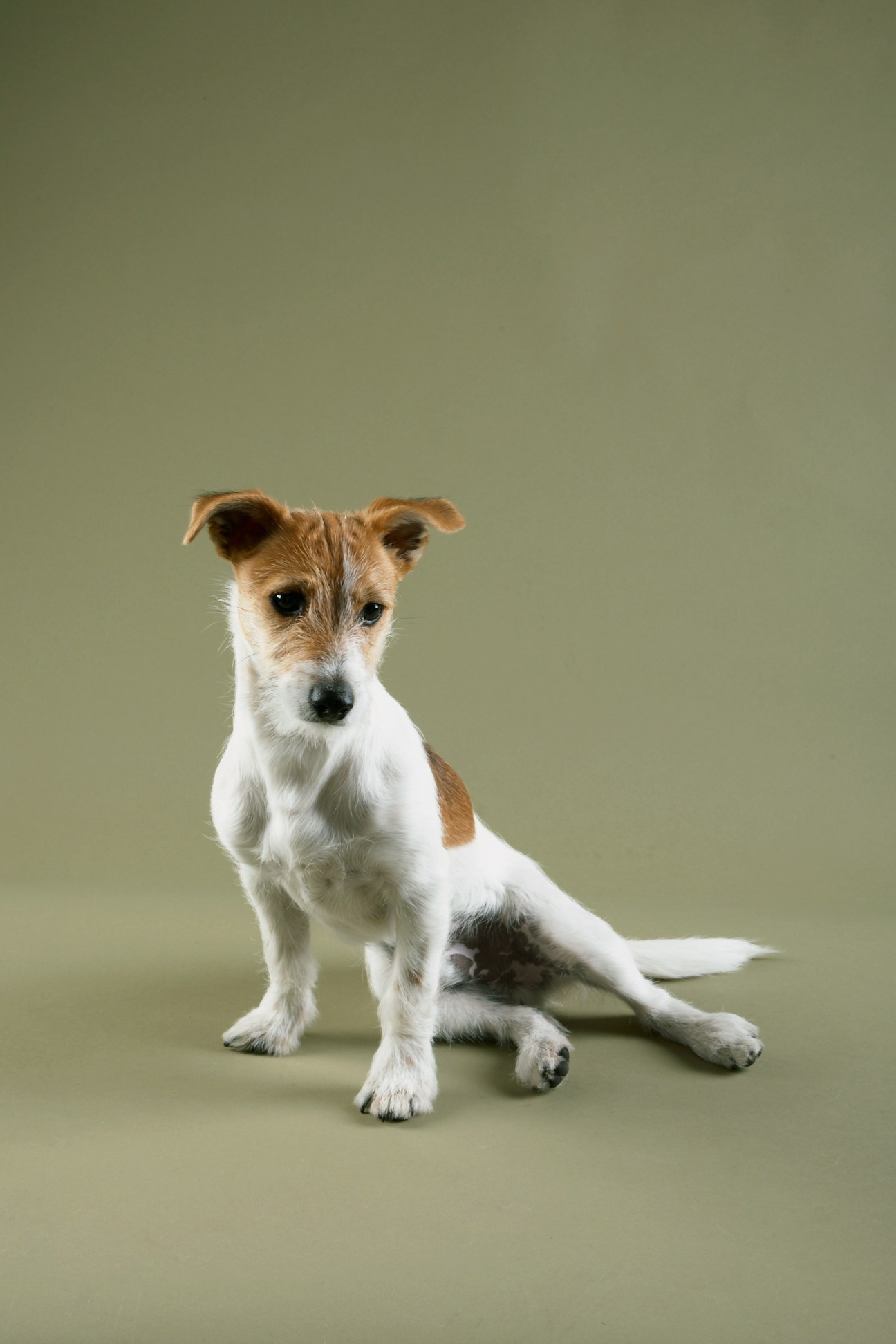 Steve the Jack Russell terrier sitting against a sage green background.