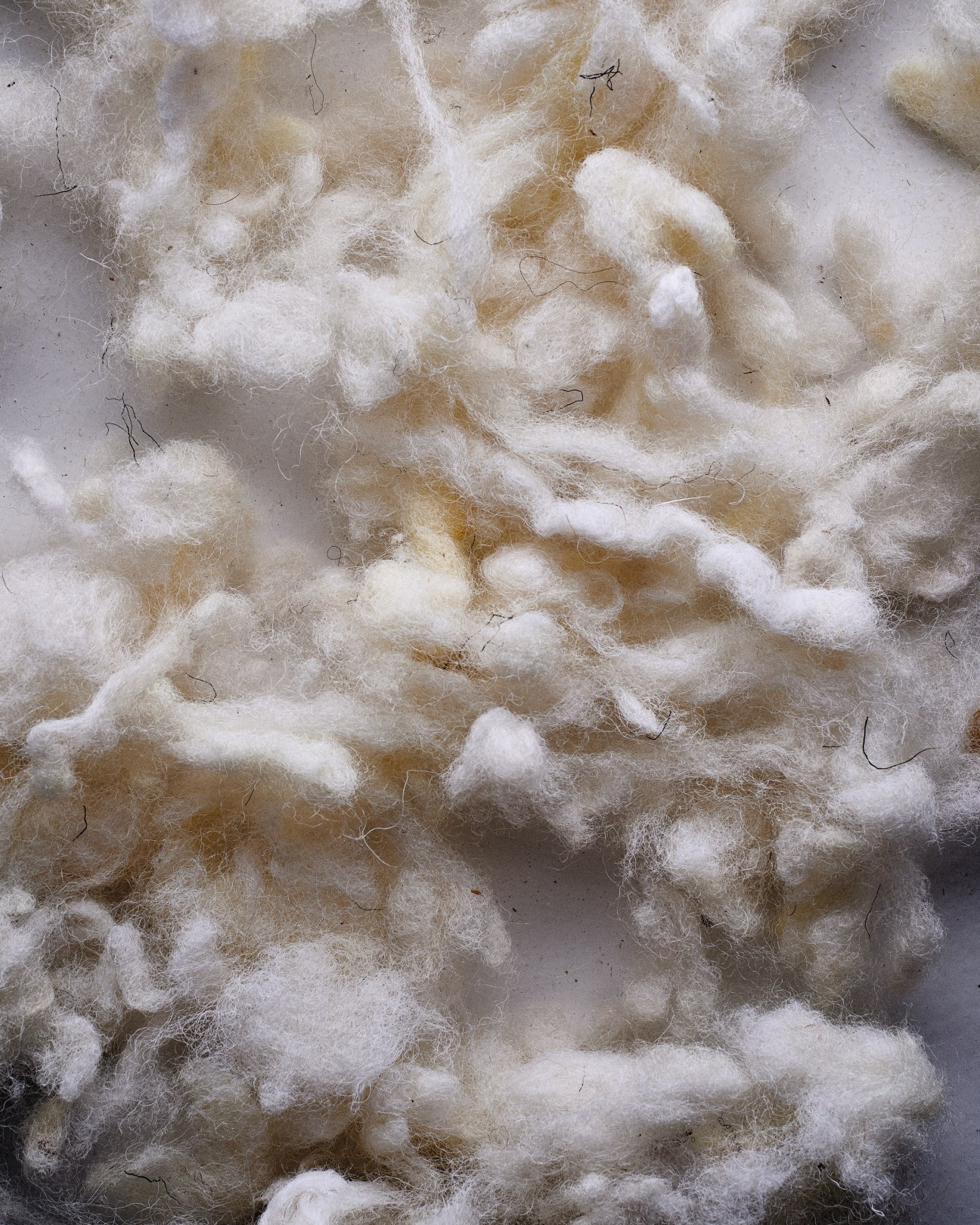 Close-up of raw white and cream-colored wool fibers with visible plant material and texture.