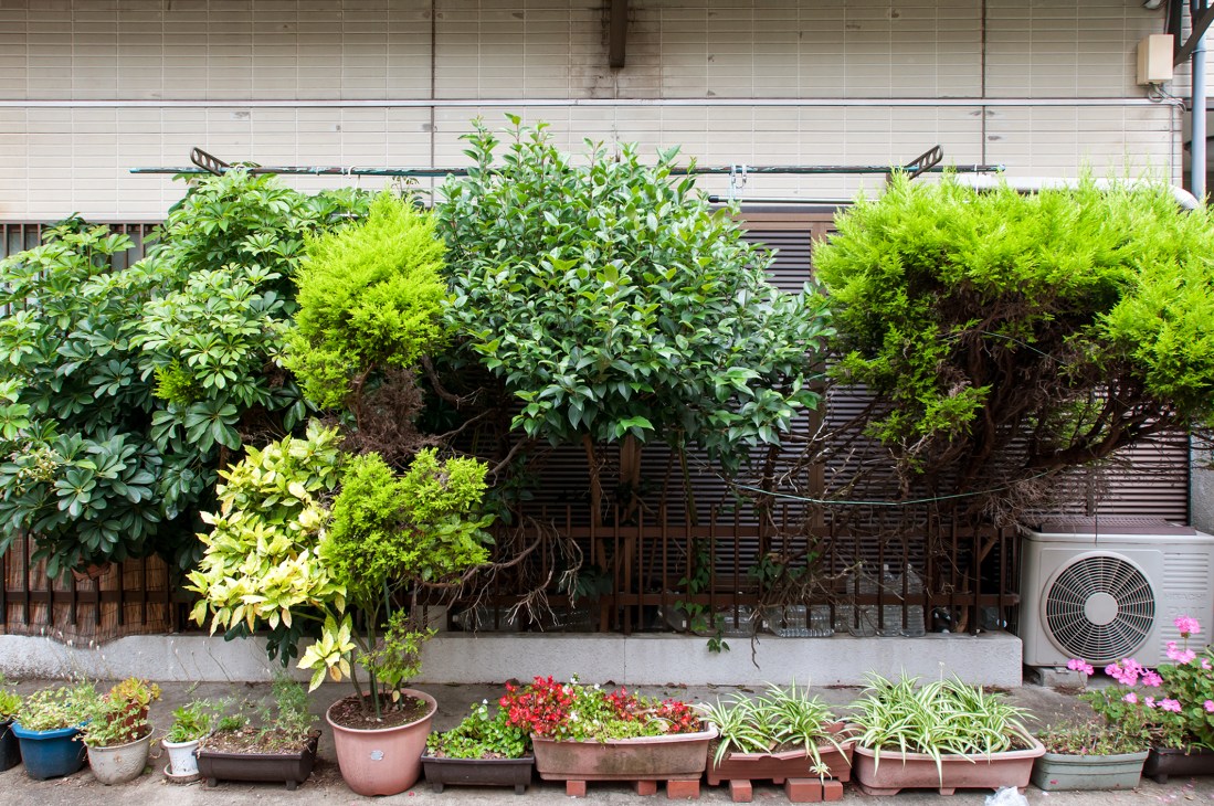 Potted plants and flowers arranged along a Tokyo street frontage with climbing vines on a wall.