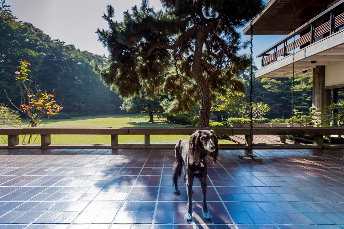 An aging greyhound dog stands on a tiled terrace overlooking a manicured lawn and tree-lined grounds.