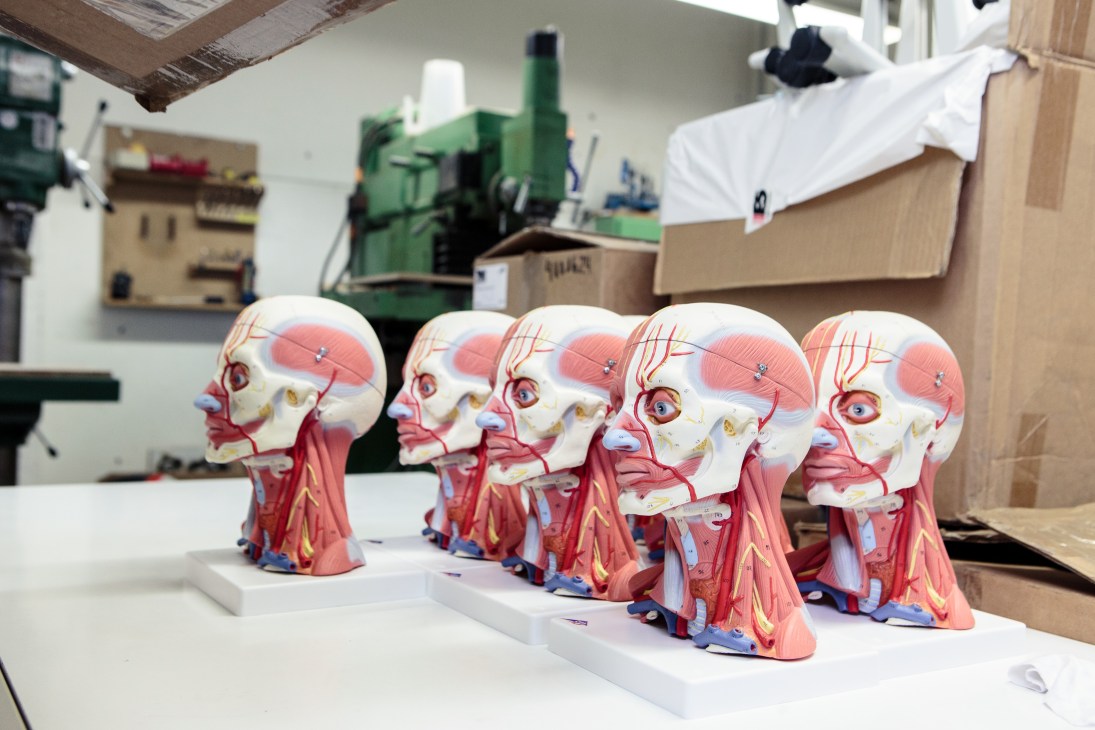 Anatomical head models displaying muscles and blood vessels at 3B Scientific in Hamburg.