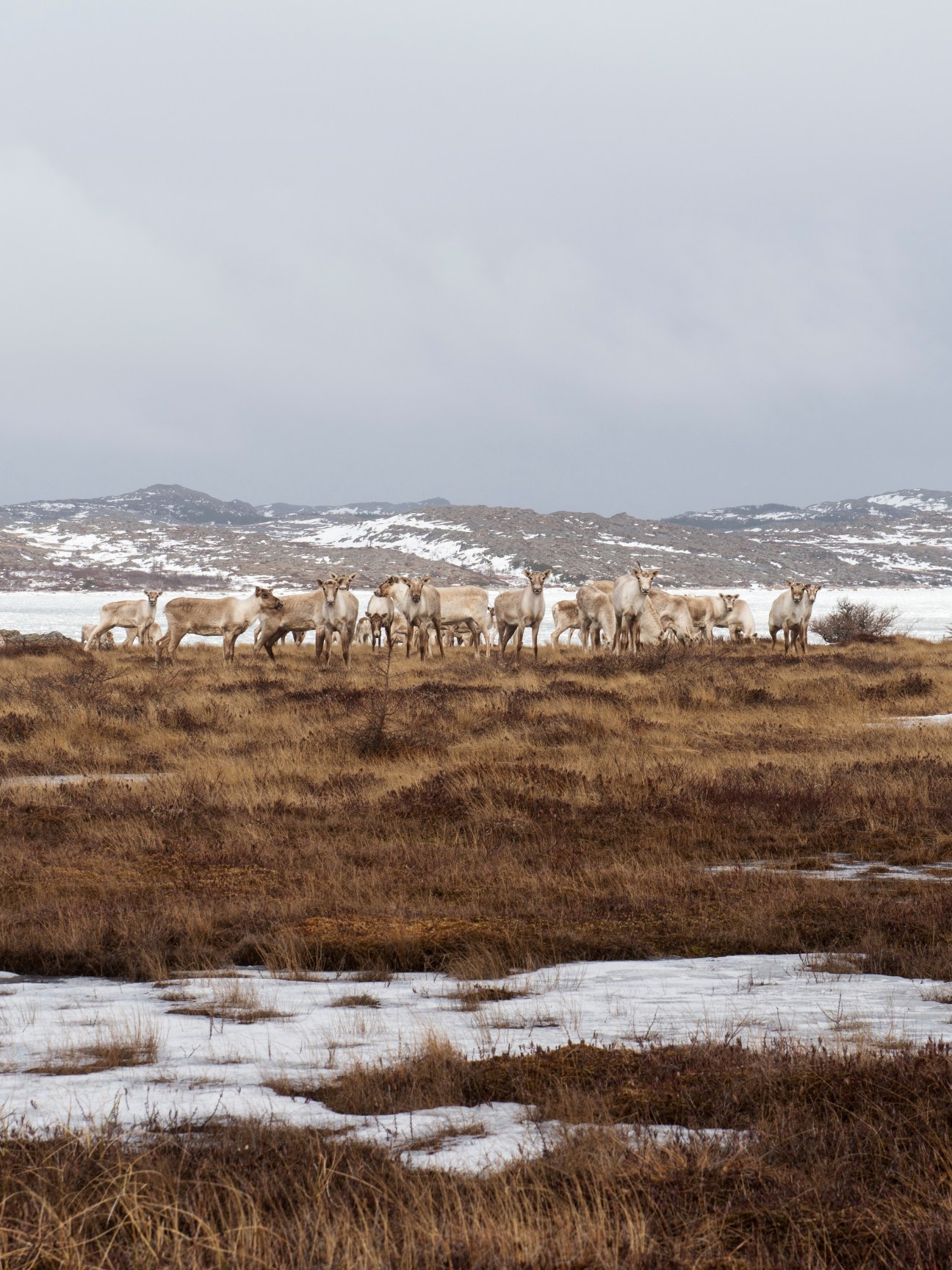 A herd of caribou with tan-colored coats stands in snowy terrain with frozen lakes and snow-covered hills in the background.