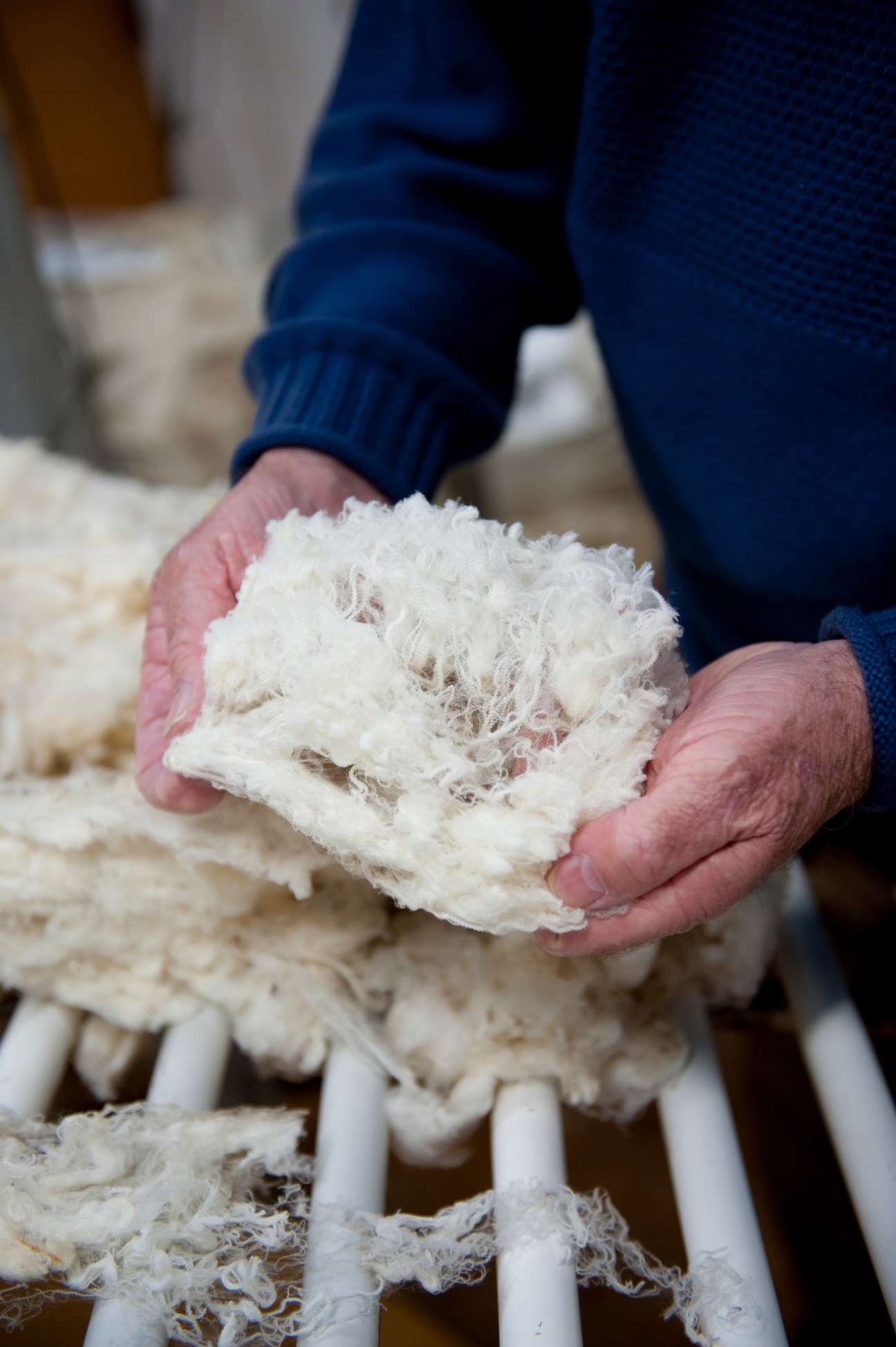 Hands holding raw white Merino wool fleece during processing.
