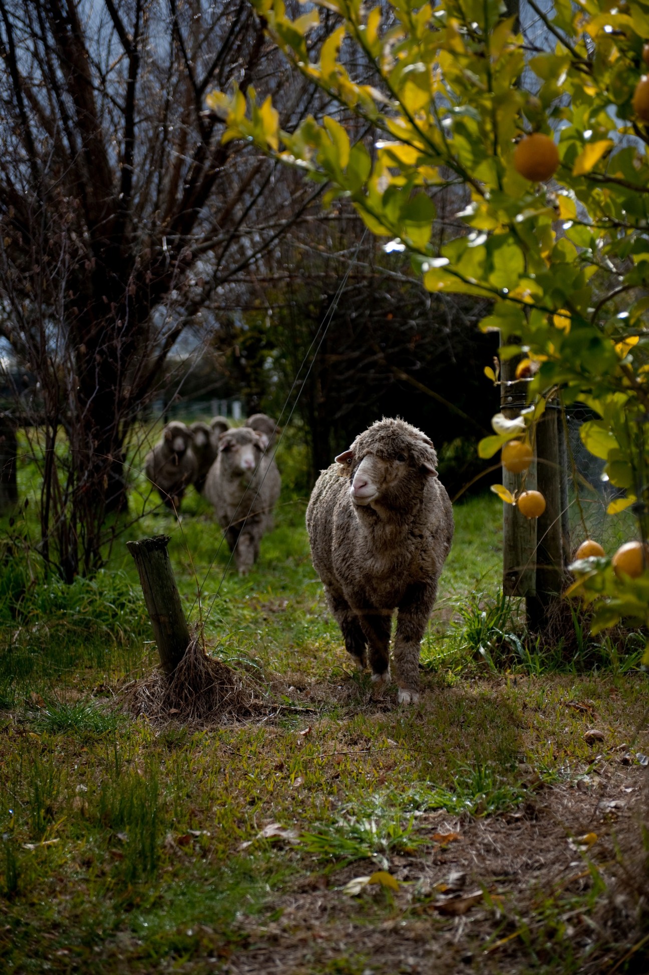Merino sheep grazing in a paddock with yellow flowering plants and bare branches overhead.