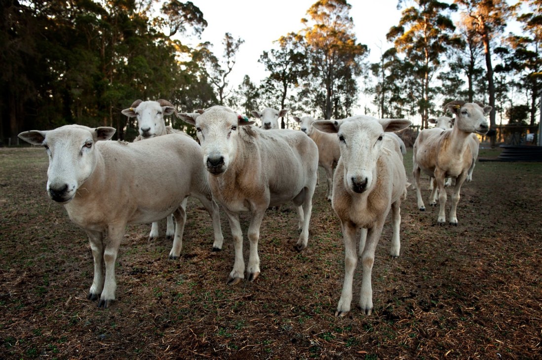 White goats standing in a paddock with tall eucalyptus trees in the background.