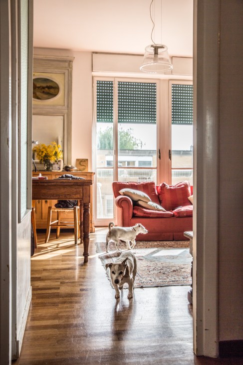 Two Jack Russell terriers walking through a sunlit modernist apartment with wooden floors, a red sofa, and large windows with patterned blinds.