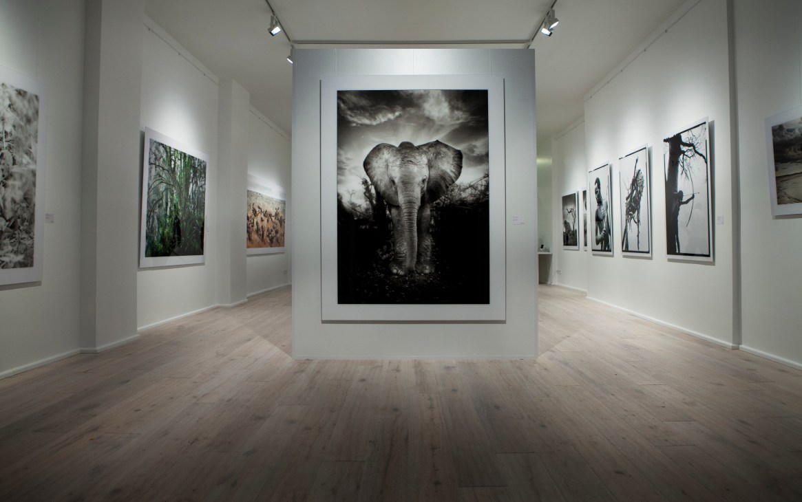 Interior of Immagis gallery in Istanbul with white walls displaying black and white photographs, featuring a large elephant portrait in the center.