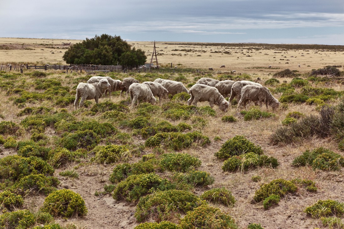Sheep grazing on arid pastureland with fencing and sparse vegetation in Argentina.