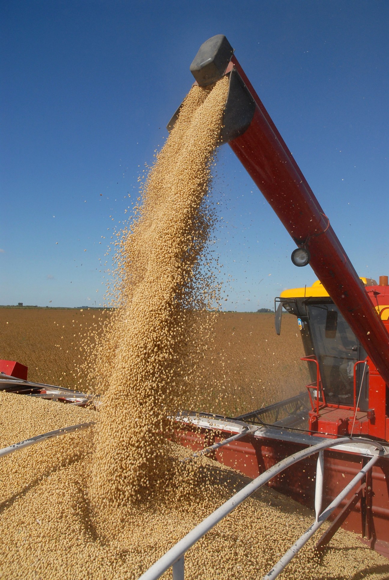 Harvester auger pouring soybeans into a red agricultural vehicle during harvest.