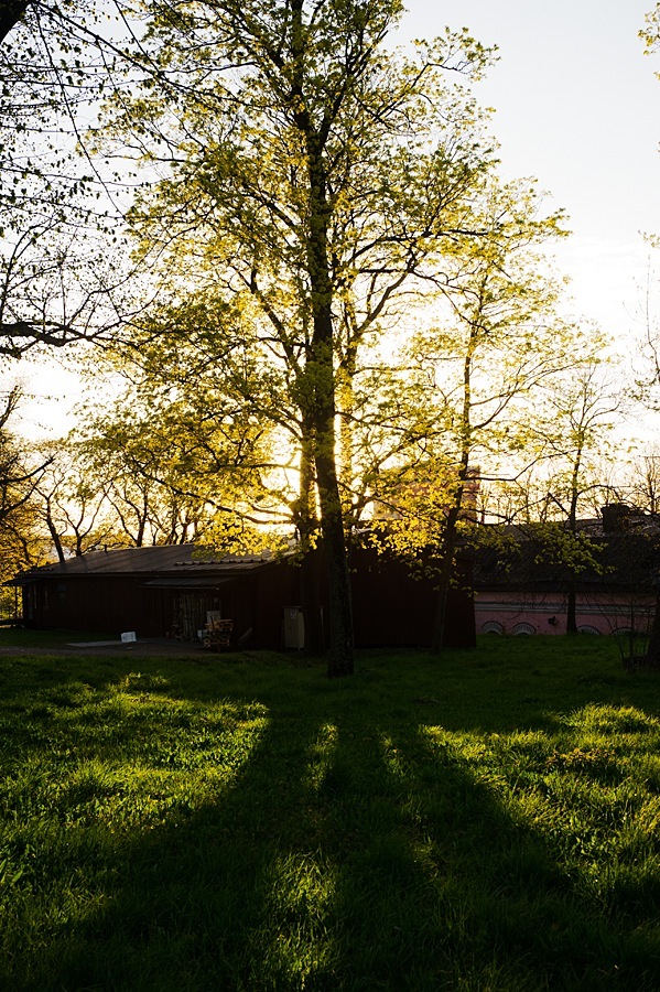 Helsinki park with tall trees and green grass beside a dark wooden building.