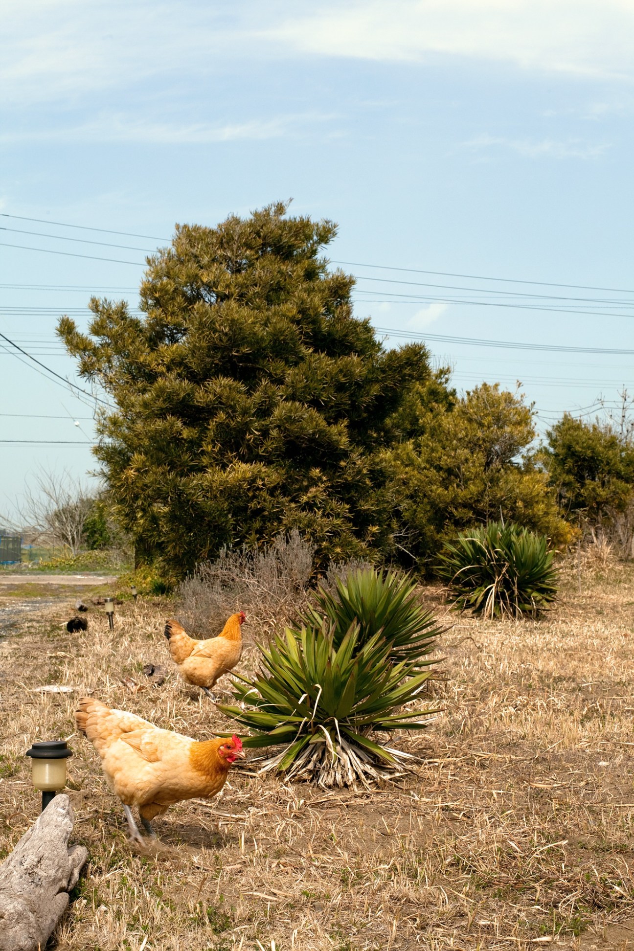 Two brown nagoya chickens foraging in a garden with plants and trees under a blue sky.