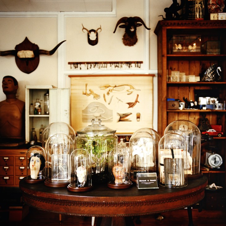 Display of glass domes and curiosities at Hound & Quail shop in Honolulu with mounted animal heads on wall.