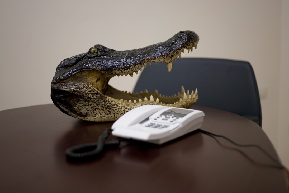 Alligator head displayed on a desk next to a white telephone.