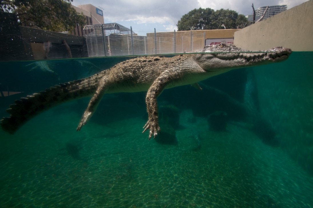 A young saltwater crocodile swimming underwater in a clear turquoise pool at Crocosaurus Cove tourist attraction.