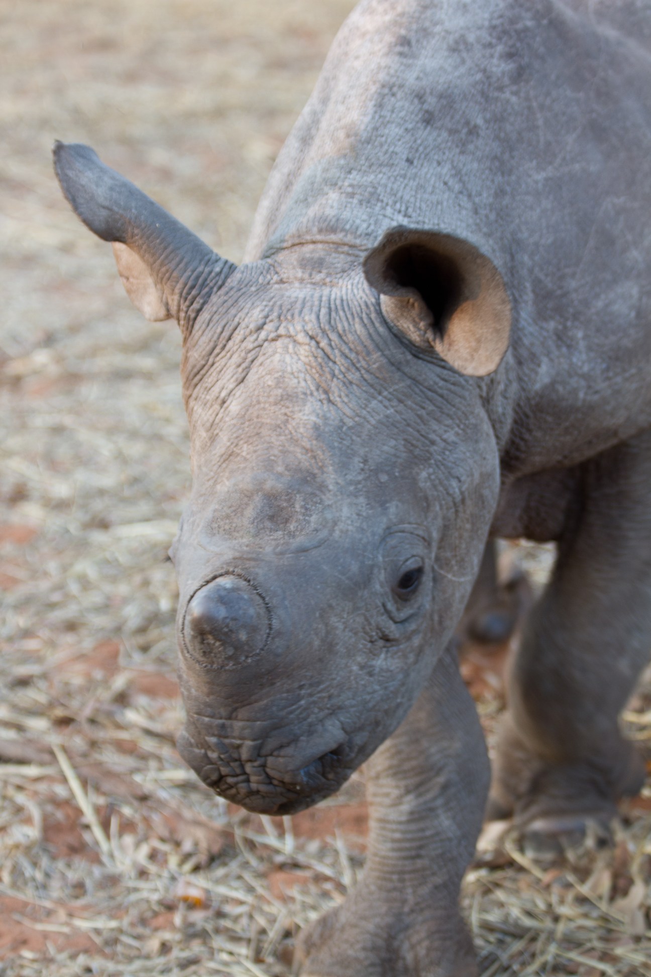 Close-up of a black rhinoceros head showing its distinctive horn and textured skin.