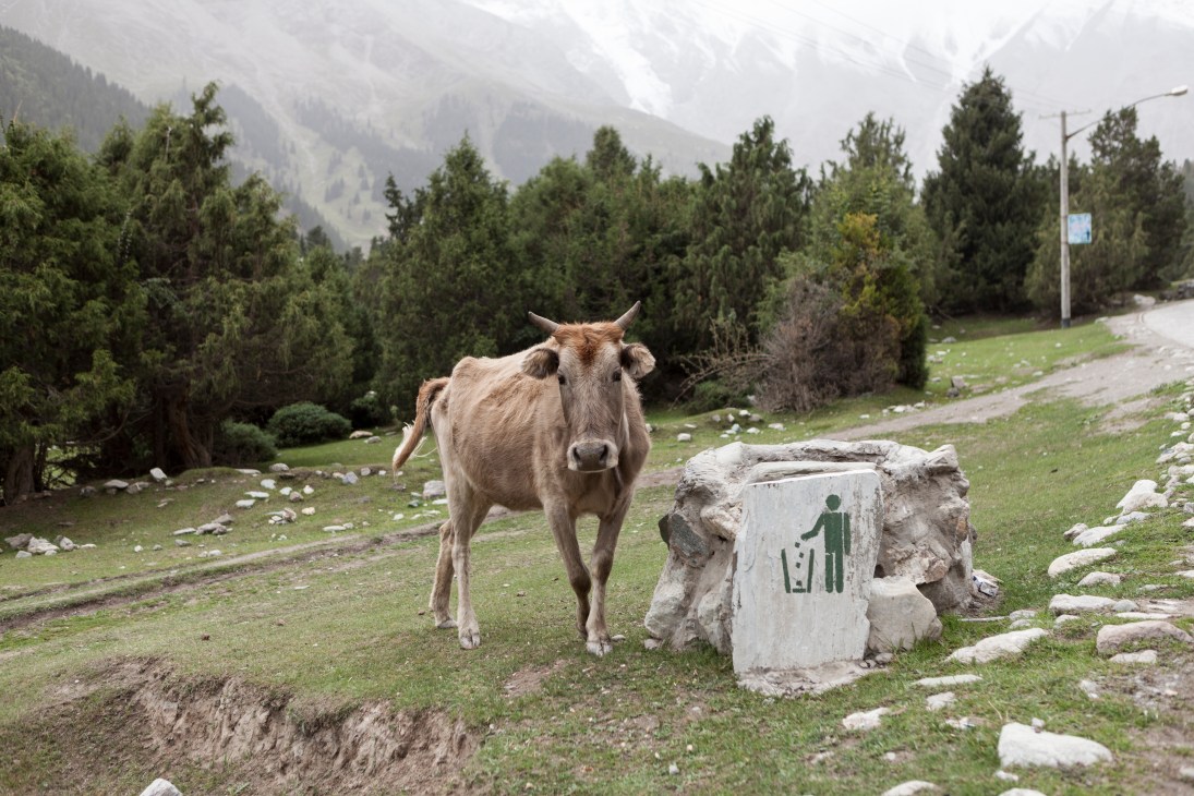 A grazing cow stands in a mountain meadow with a trash bin nearby and evergreen forest in the background.