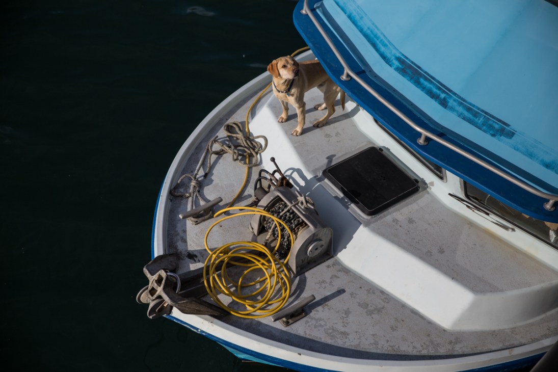 A brown labrador dog stands in a blue and white fishing boat with yellow rope and equipment visible.