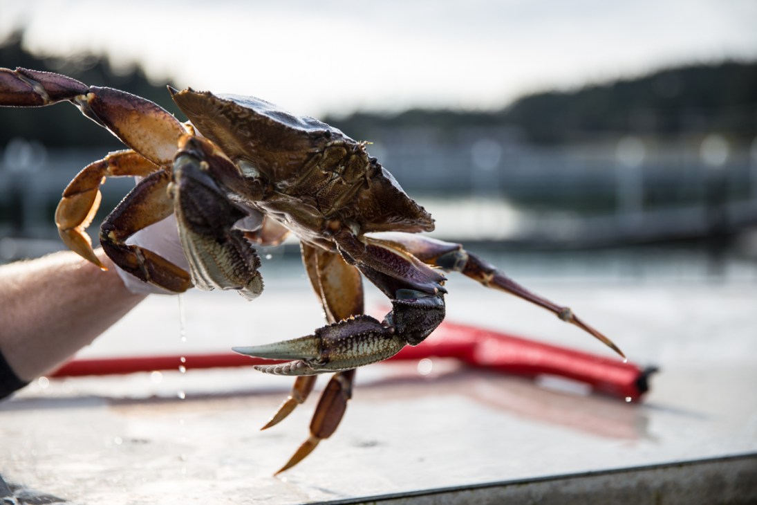 A Dungeness crab being held in someone's hand over a dock, with a waterfront and fishing boat visible in the background.