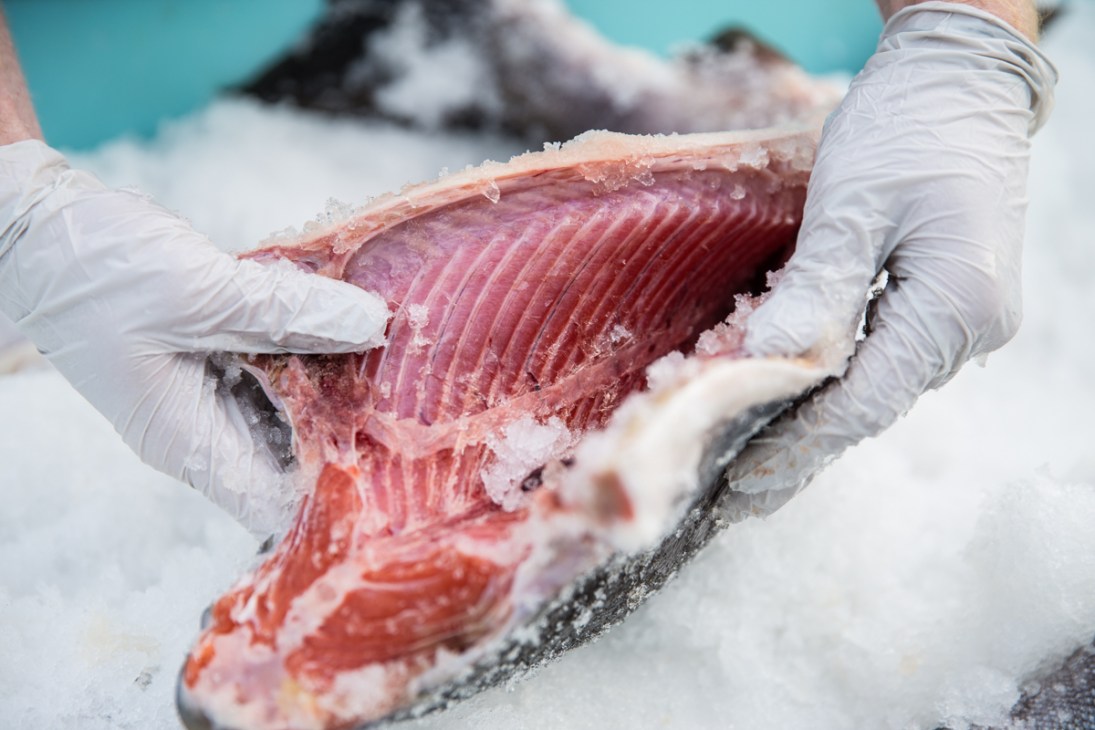 Gloved hands hold a fresh coho salmon fillet on ice, showing pink flesh and detailed muscle structure.