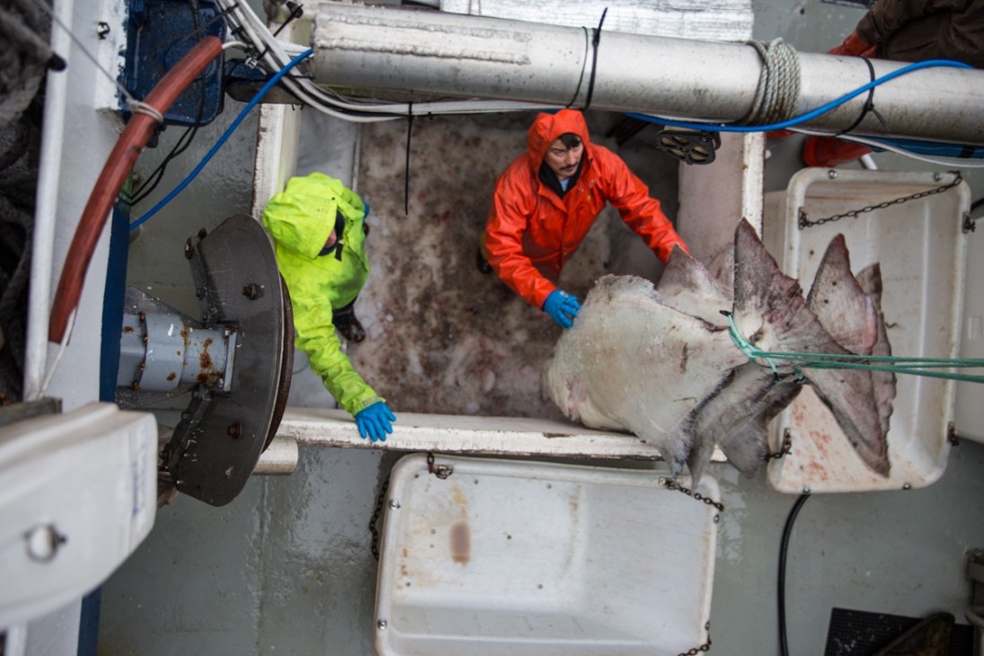 Two fishery workers in rain gear offload large Pacific halibut from a boat using a winch and rope system.