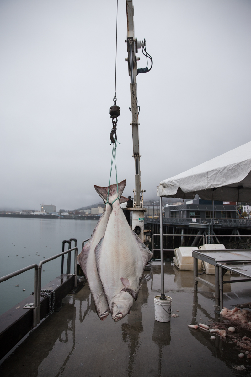 A large Pacific halibut suspended by crane at Taku Fisheries dock in Juneau, Alaska.