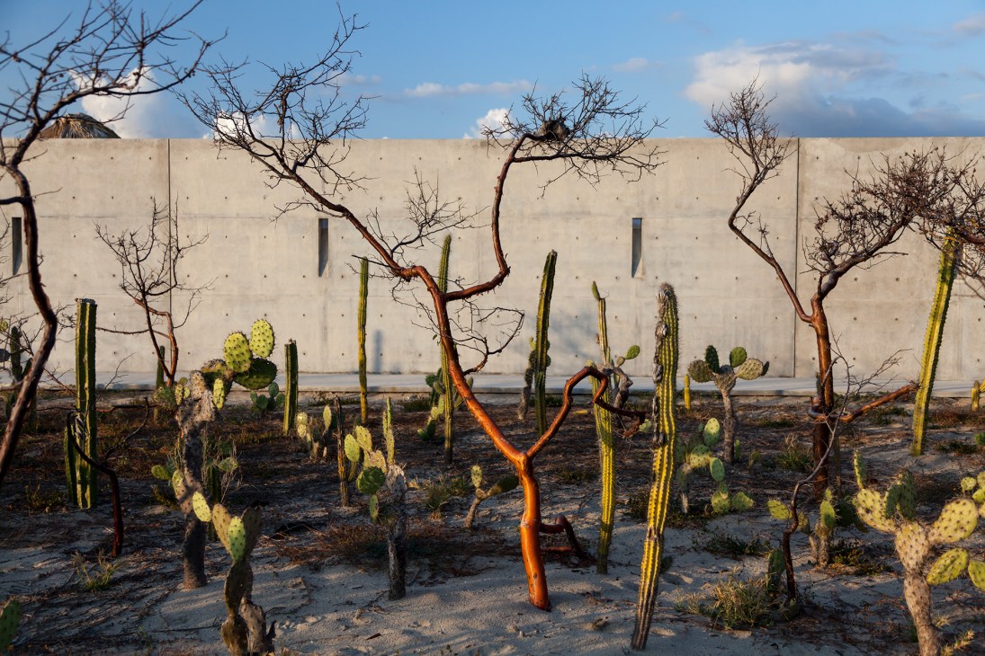 Botanical garden with cacti and bare branches against a concrete wall at Casa Wabi.