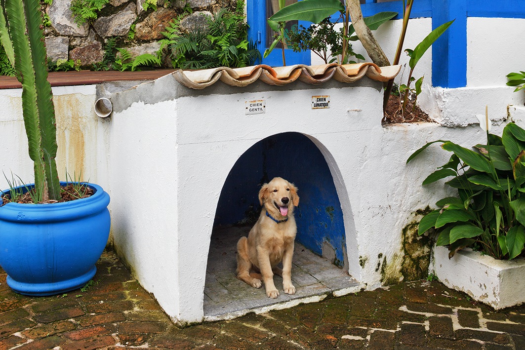 Golden Labrador dog named Disco sits in a white and blue mini house with a curved roof in a tropical garden.