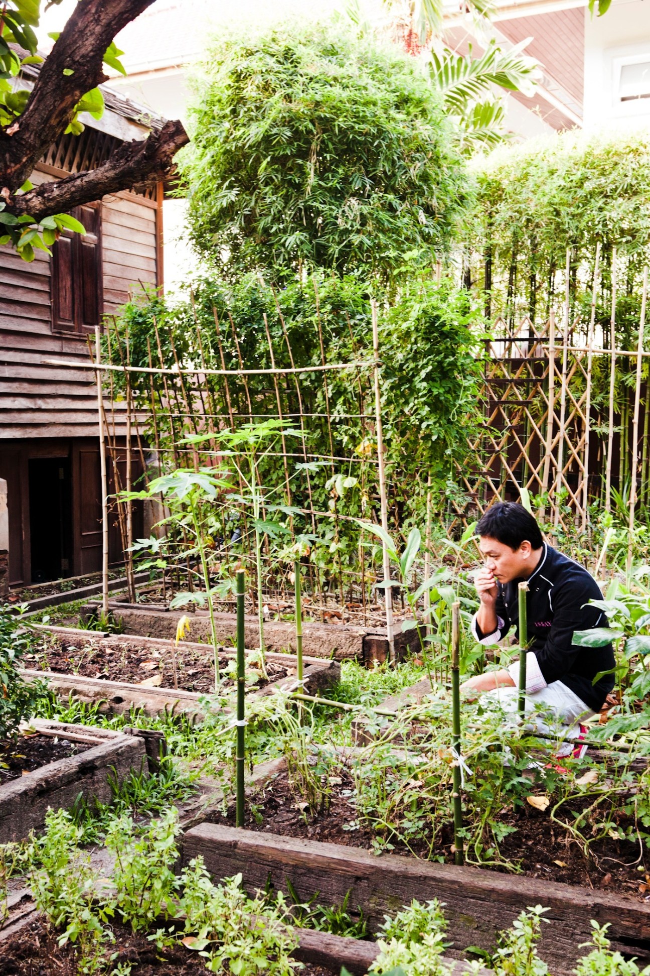 Chef Ian Kittichai tends to the herb garden at Issaya Siamese Club.
