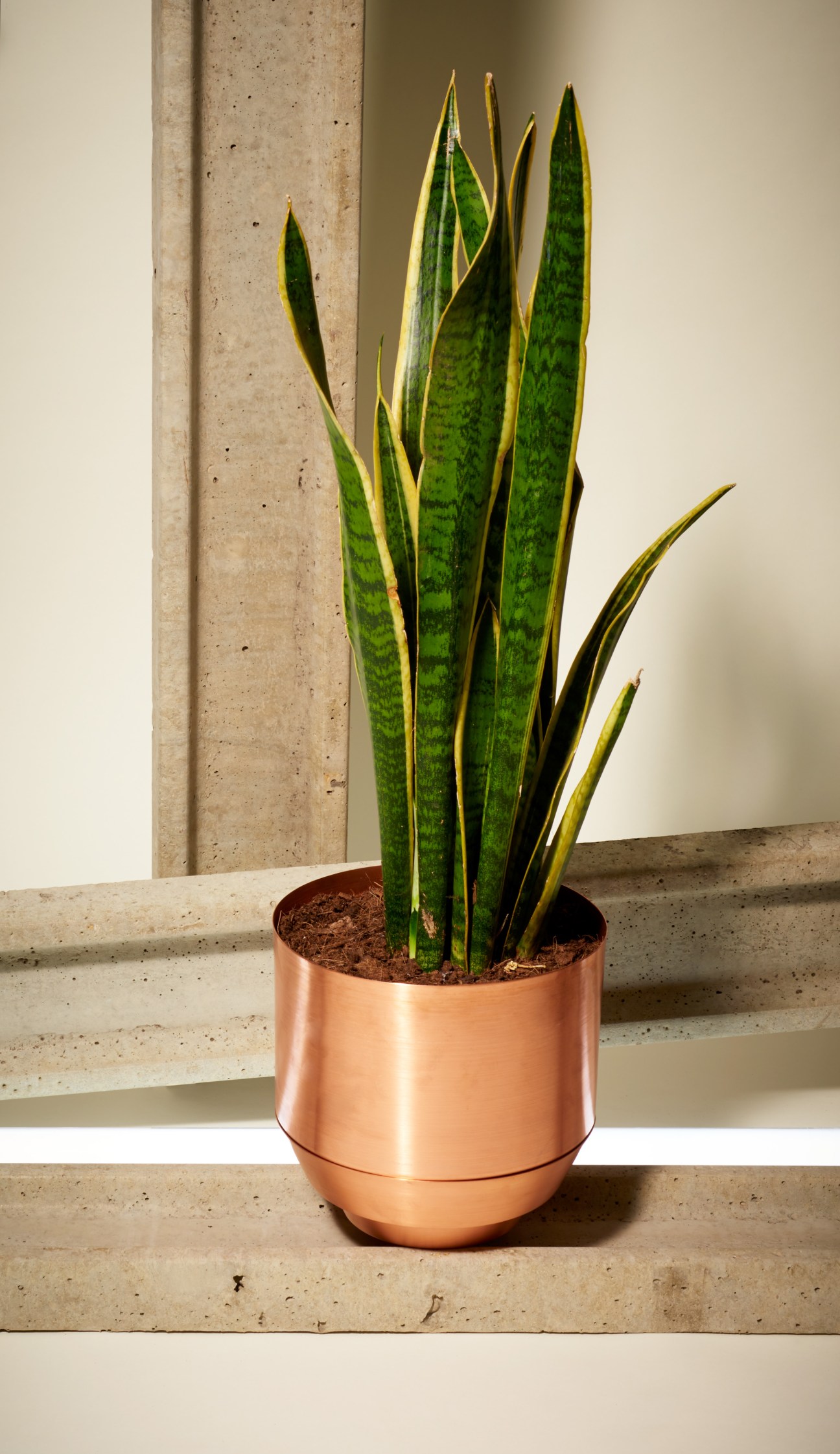 Snake plant in a copper planter by Yield, a Florida-based designer.