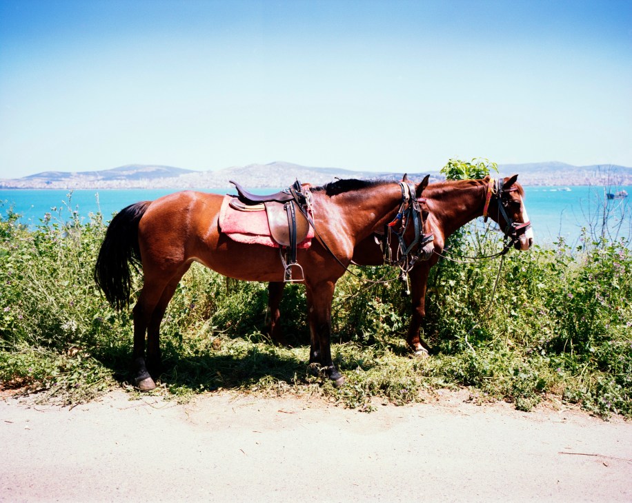 Two brown horses with red saddles stand on a path overlooking turquoise waters and mountains on Heybeliada island.