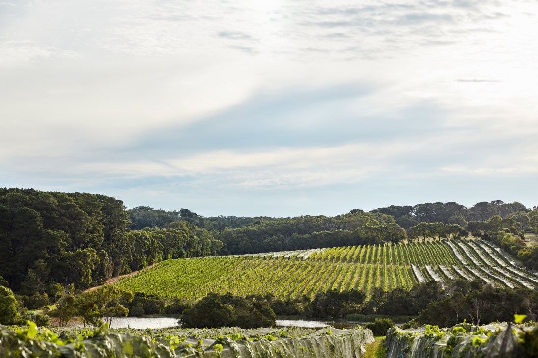Expansive vineyard with orderly rows of grapevines stretching across rolling landscape bordered by eucalyptus trees and a small pond.