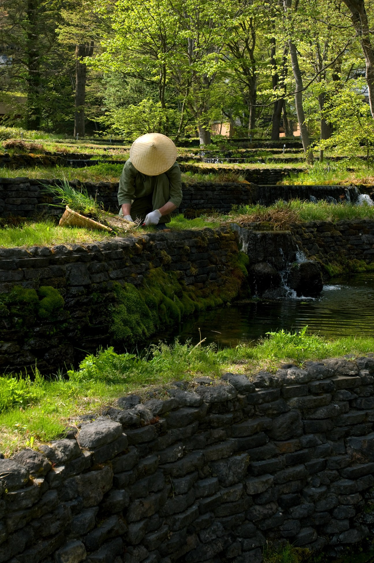 Person wearing conical hat tending to plants by a moss-covered stone stream in lush forest.