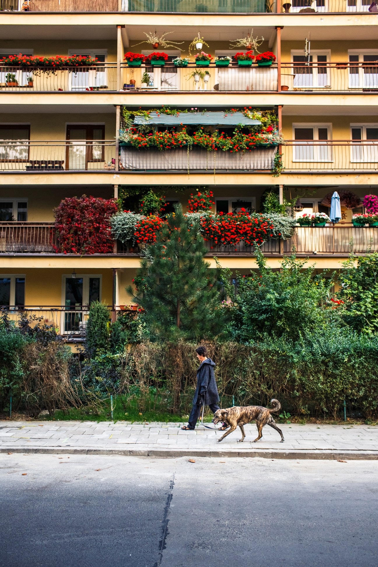 Person walking a dog past a yellow modernist apartment building with flower-filled balconies in Warsaw's Mokotow district.