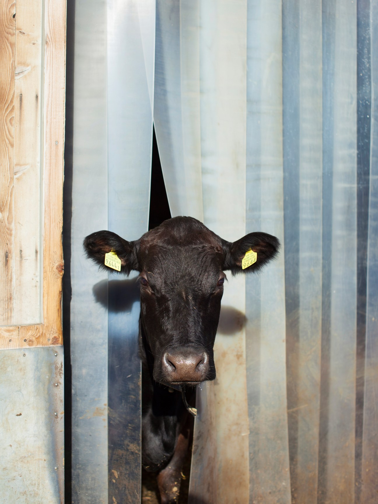 Black cow with yellow ear tags peering through metal slatted barn doors.